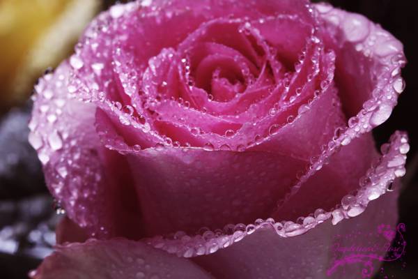 粉红色的玫瑰花朵与早晨的露珠高清壁纸的照片
