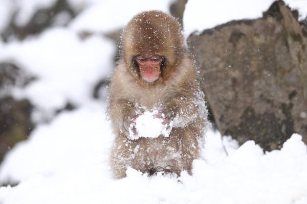 宏,冷,雪,猴子