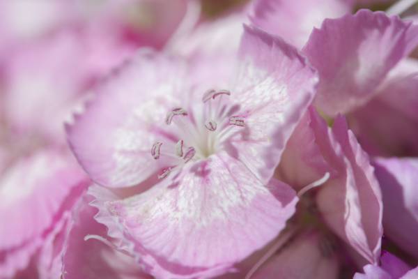 微型照片的粉红色和白色的花朵高清壁纸