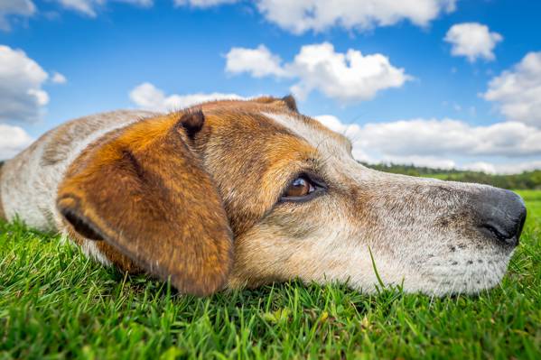 Redtick Coonhound躺在草地上高清壁纸