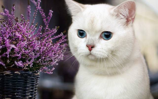 花,眼睛,猫