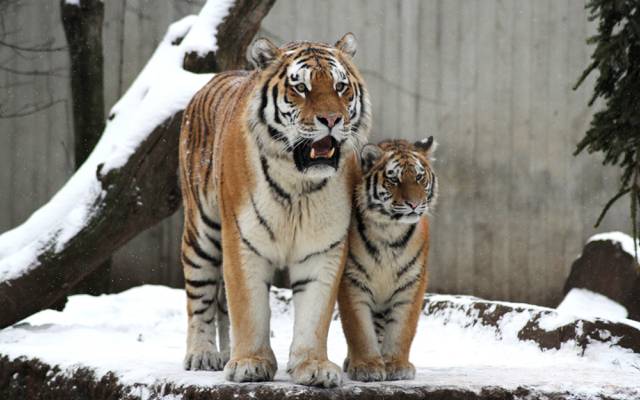 猫,老虎,雪,小猫,对,虎,母老虎,阿穆尔,家庭,幼崽