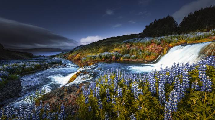 瀑布,鲜花,羽扇,冰岛,瀑布