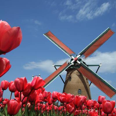 风车的照片包围着红色的花,郁金香高清壁纸