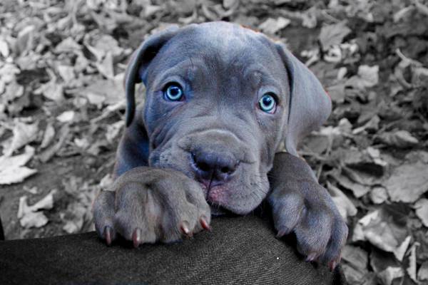 狗,看,甘蔗科索,小狗,蓝色的眼睛,脸,爪子