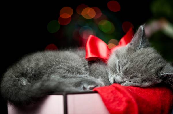 猫,灰色,框,小猫,弓,睡觉,丝带,猫