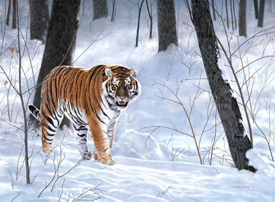 动物,冬天,绘画,西伯利亚皇帝,老虎,针叶林,森林,查尔斯Frace