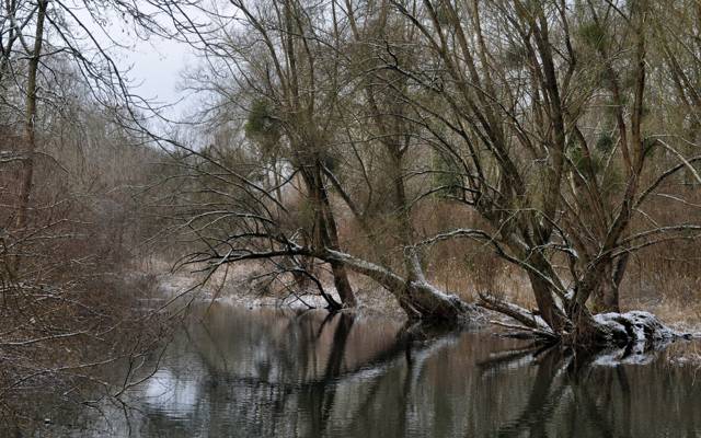 河,森林,冬天