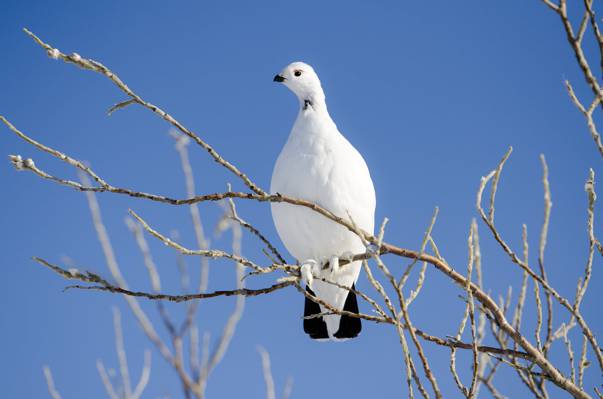与黑尾巴的白色鸟栖息在树枝在白天高清壁纸
