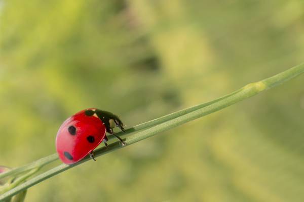 瓢虫甲虫特写镜头摄影栖息在绿色叶子HD墙纸