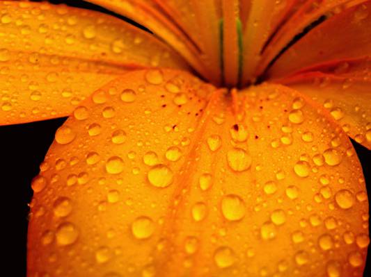 微距镜头摄影的橙色花花瓣上的水滴高清壁纸