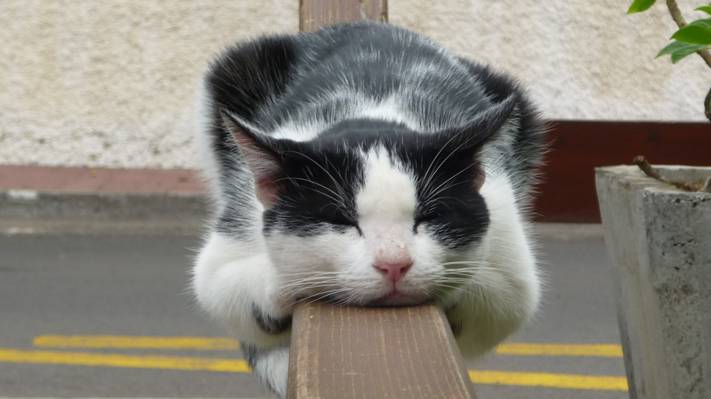 围栏,留下,睡觉,猫