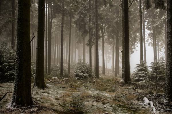 雾,森林,冬天