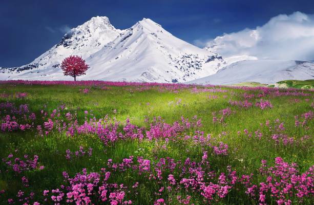 白雪覆盖的山附近的粉红色的花场白天高清壁纸