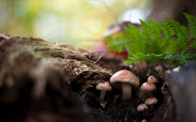 蘑菇,森林,性质