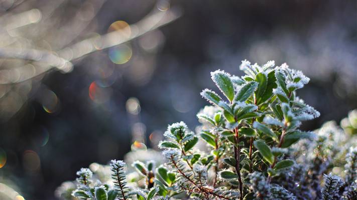 宏,水晶,雪,冷,霜,叶子,散景,植物