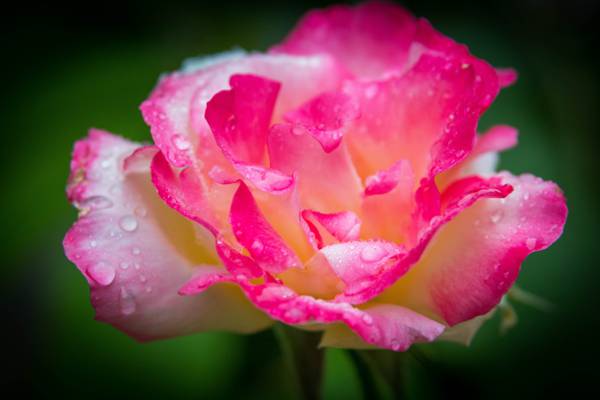 宏观摄影的粉红色和白色玫瑰雨滴高清壁纸
