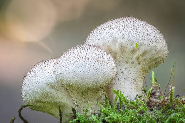 三个白色蘑菇,马勃球高清壁纸的浅焦点摄影