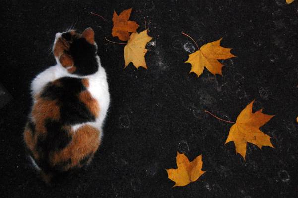 CAT,LEAVES,三色,秋季