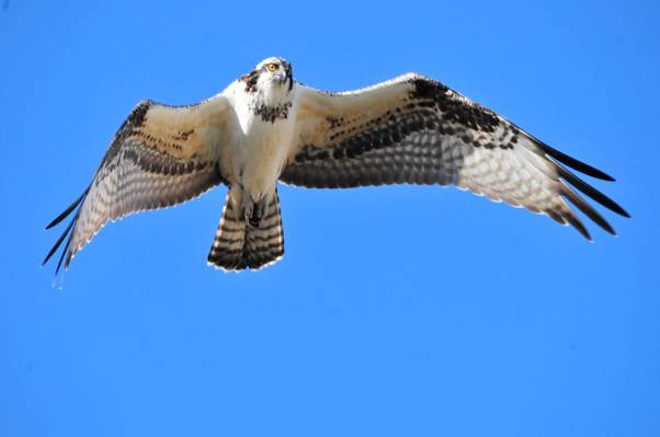 低角度的白色和棕色的猫头鹰在飞行中,鱼鹰,seedskadee国家野生动物保护区高清壁纸