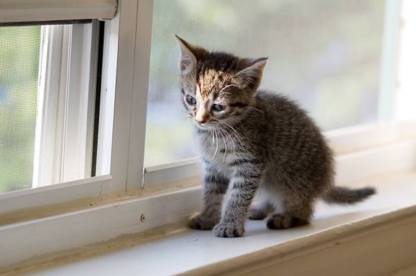 灰色的虎斑小猫靠近玻璃窗口在浅焦点镜头,猫高清壁纸