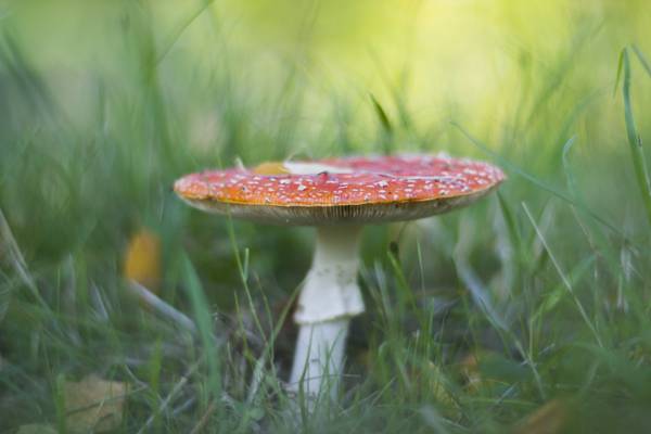 红色和白色蘑菇在焦点镜头摄影高清壁纸