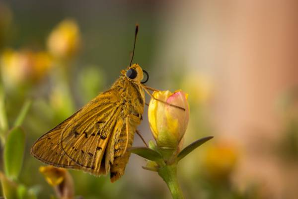 浅景深棕色蝴蝶黄色和粉红色的花朵上高清壁纸的照片