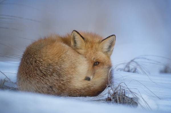 棕色的狐狸躺在白雪上的高清壁纸