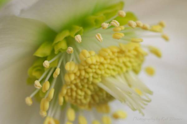 花粉,嚏根草尼日尔高清壁纸的宏观照片