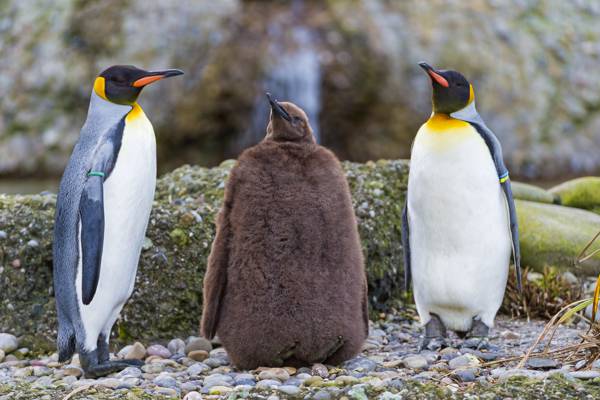 三只企鹅在白天高清壁纸