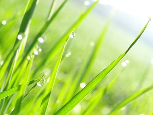 在绿色草地上的水滴叶浅焦点摄影高清壁纸