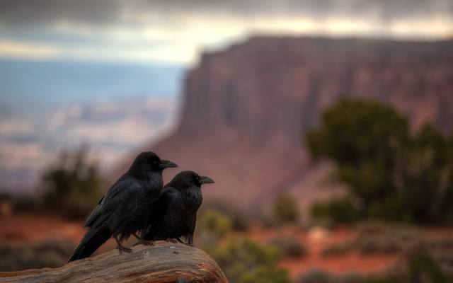 犹他州,峡谷地国家公园,乌鸦休息
