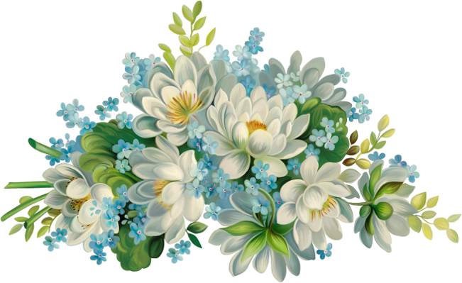 美丽,白色背景,鲜花,蓝色的花朵