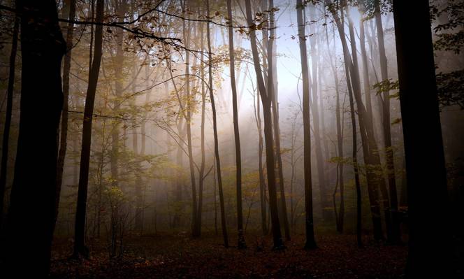 黑暗,光明,秋天,森林,自然
