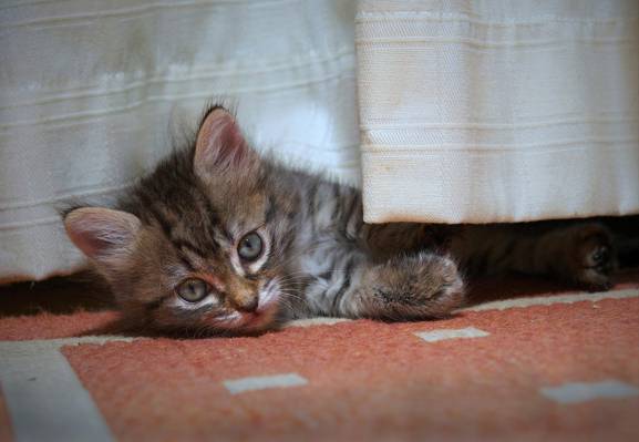 看,毯子,小猫