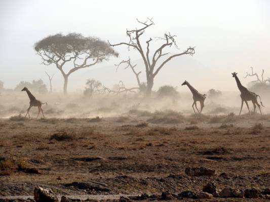 棕色的土壤上的三个长颈鹿高清壁纸