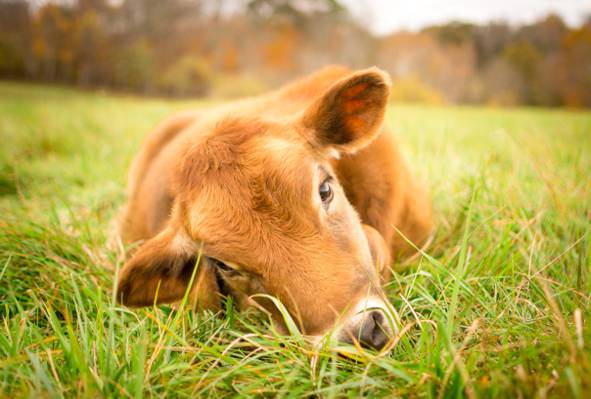 在绿草领域,杨树HD墙纸的棕色母牛