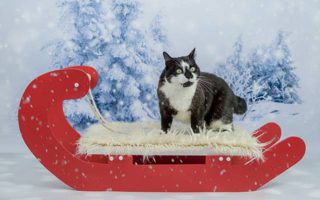 猫,眼睛,拍摄,新年,圣诞节,背景,雪,猫,红色,吃,毛皮,疯狂,脸,黑色...