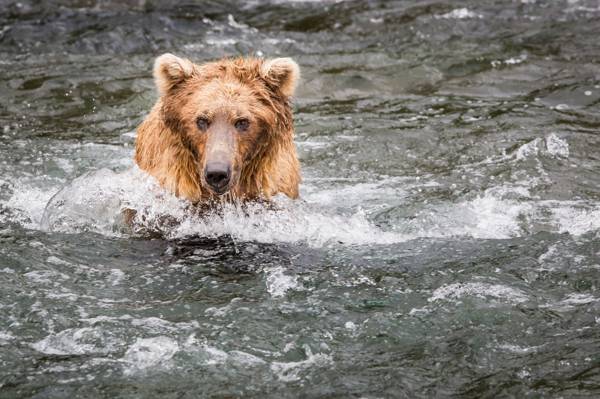 熊,水,脸,钓鱼,灰熊
