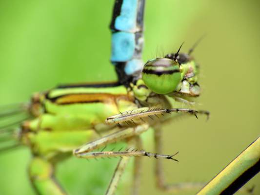 绿色和黑色的蜻蜓,蓝色高清壁纸