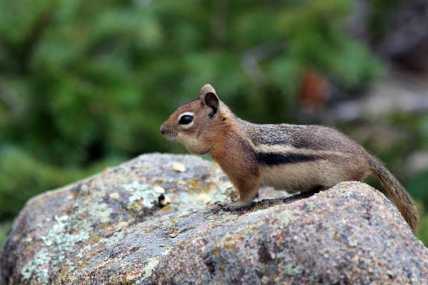 棕色的松鼠,棕色的石头,埃斯蒂斯公园,科罗拉多州高清壁纸