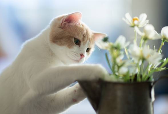 花,汉娜,©Benjamin Torode,小猫
