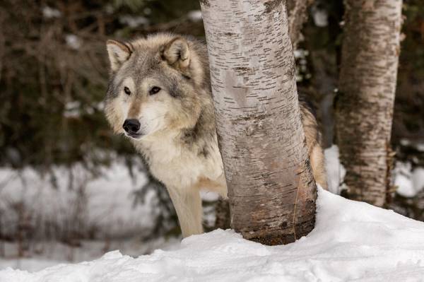 捕食者,有序的森林,雪,苔原狼,冬天,狼,树