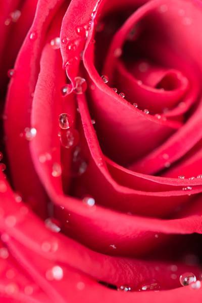 红色玫瑰高清壁纸的散景摄影