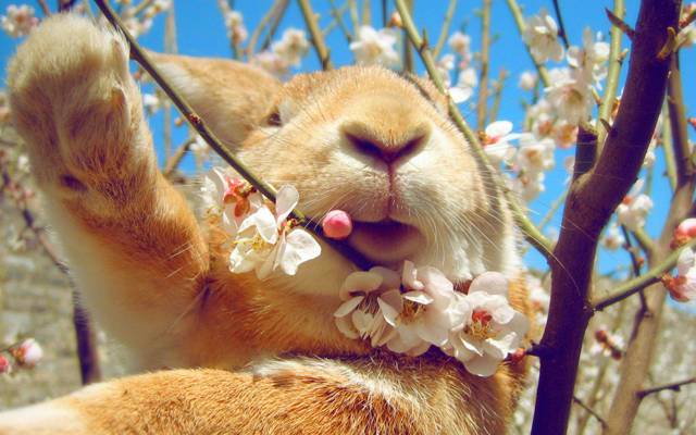 兔子,天空,春天,开花