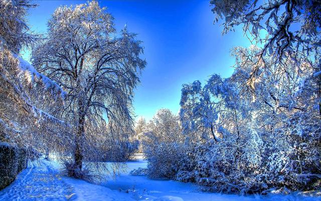 性质,痕迹,树木,枝杈,冬天,森林,雪