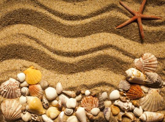 沙子,沙子贝壳,纹理,海星,海洋,沙滩,贝壳