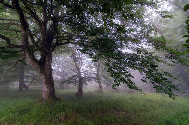 雾,早上,树,性质