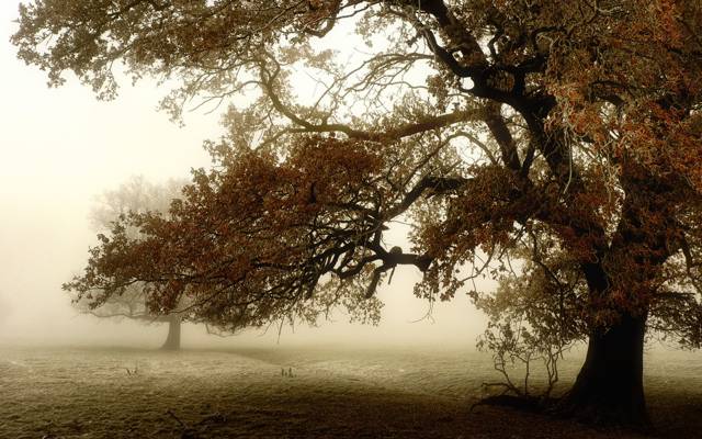 雾,领域,树