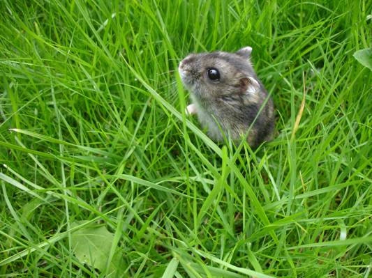 灰色和黑色栗鼠在绿色的草地上,俄罗斯侏儒仓鼠高清壁纸